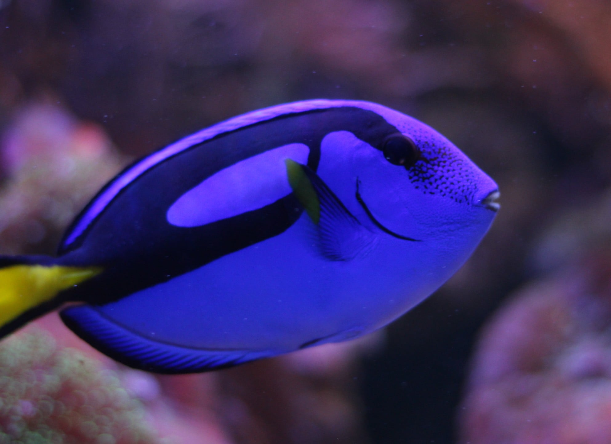 Blue Tang Facts