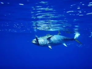 Bluefin Tuna Facts