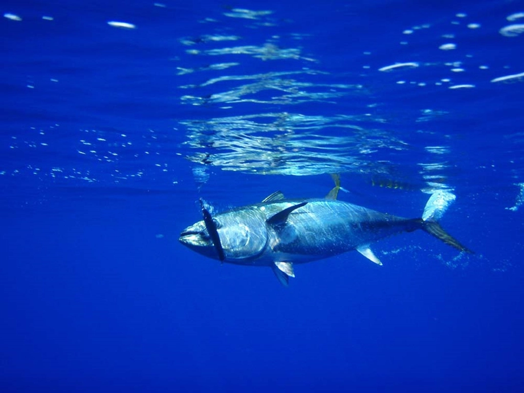 Bluefin Tuna Facts