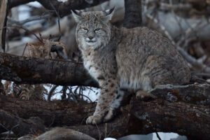 Bobcat Facts