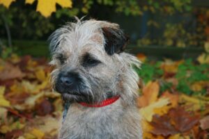 Border Terrier Facts