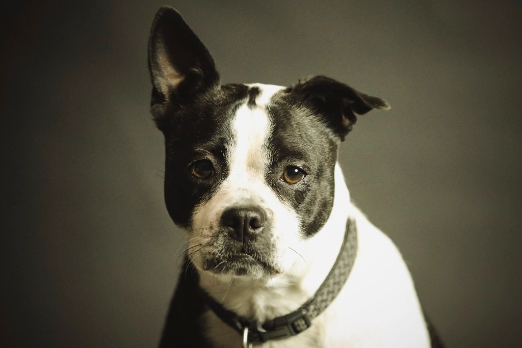 Boston Terrier Facts