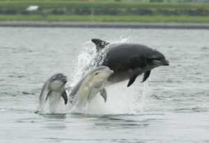 Bottlenose Dolphin Facts