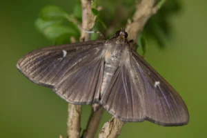 Box Tree Moth Facts