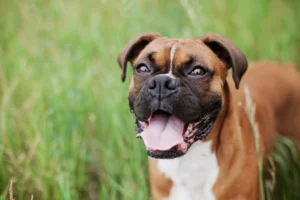 Boxer Dog Facts