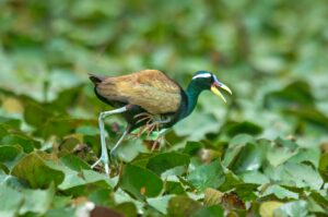 Bronze-winged Jacana Facts