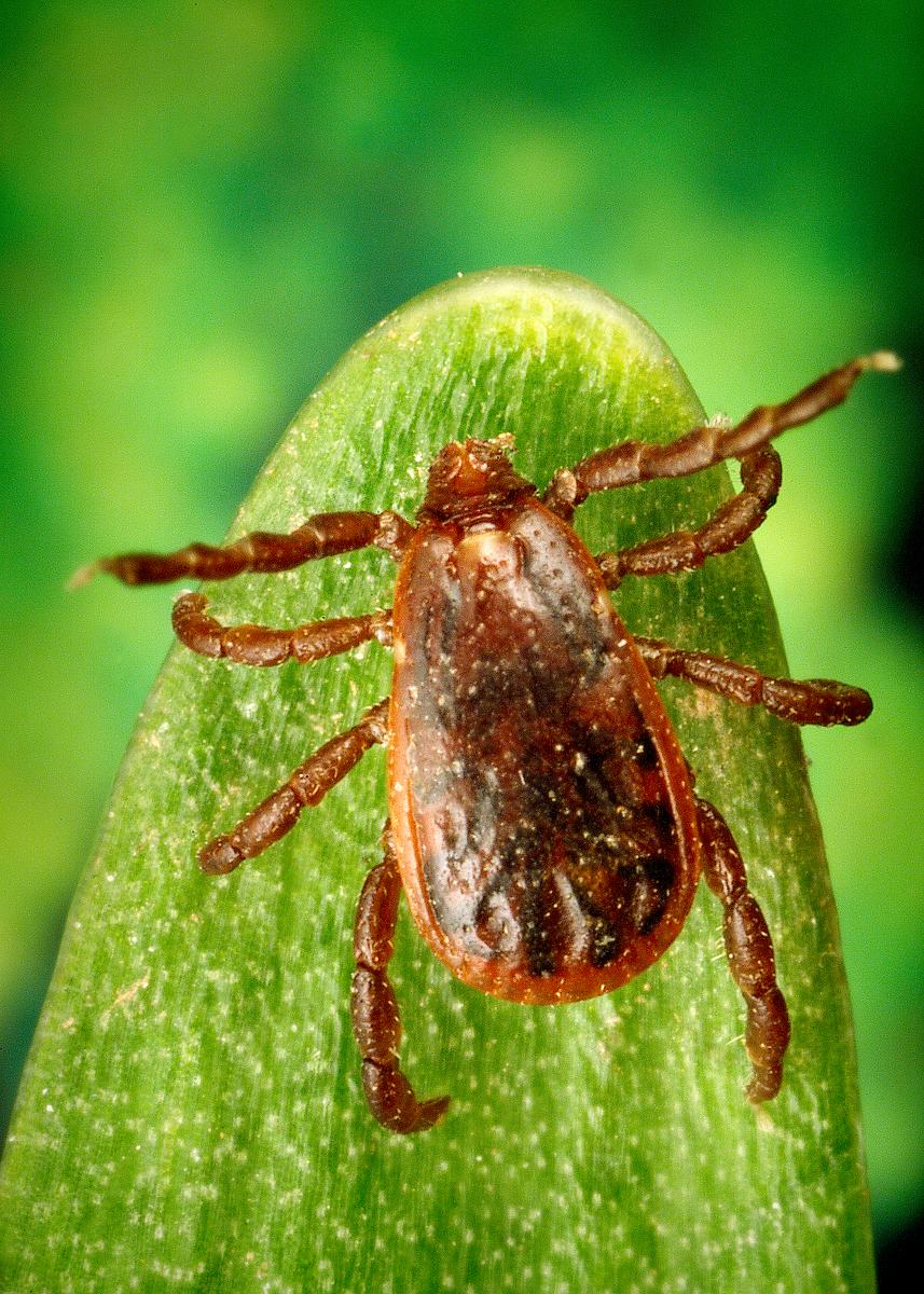 Brown Dog Tick Facts
