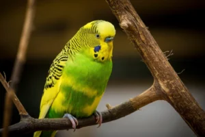 Budgerigar Facts