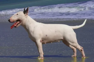 Bull Terrier Facts