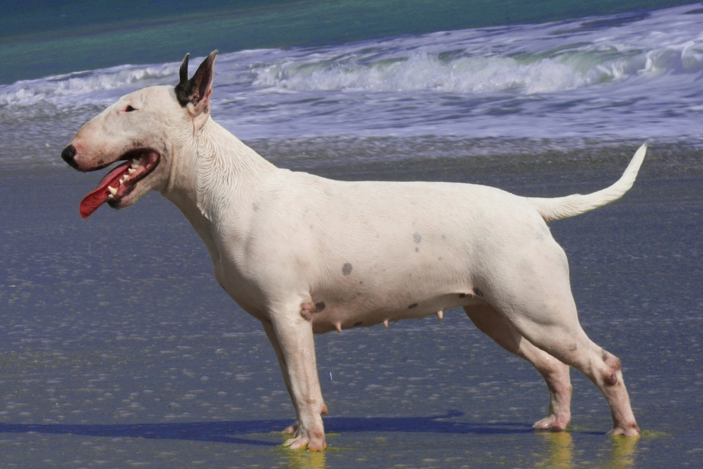 Bull Terrier Facts