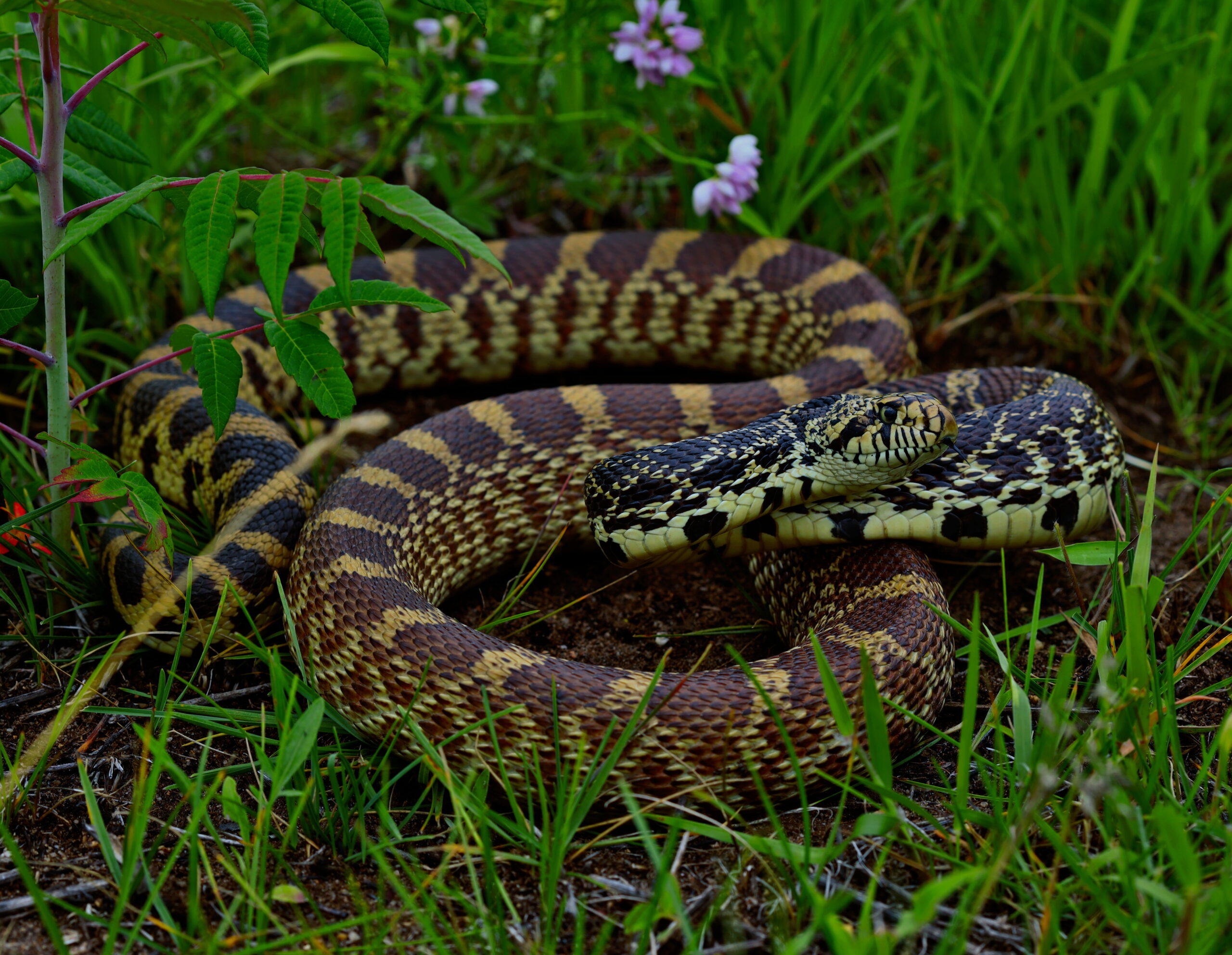 Bullsnake Bullsnake Facts: Nature's Remarkable Rattlesnake Impersonato - Animals ...