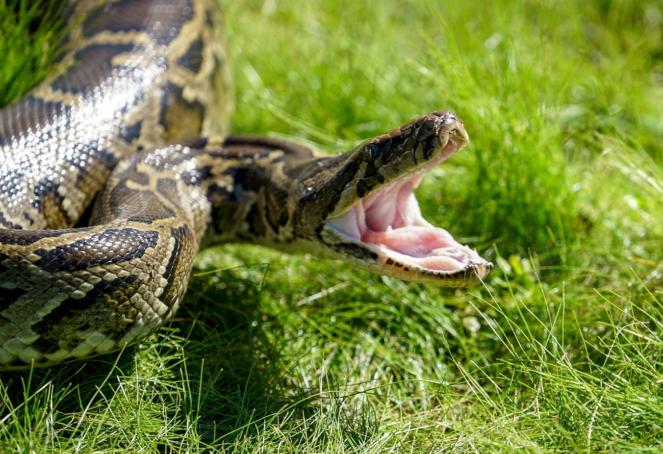 Burmese Python Facts