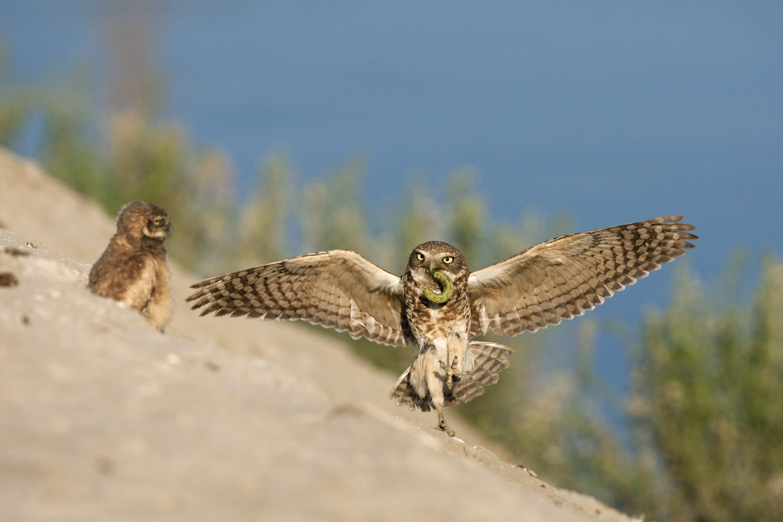 Burrowing Owl Facts
