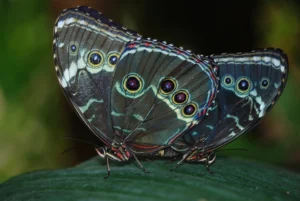 Butterfly Facts