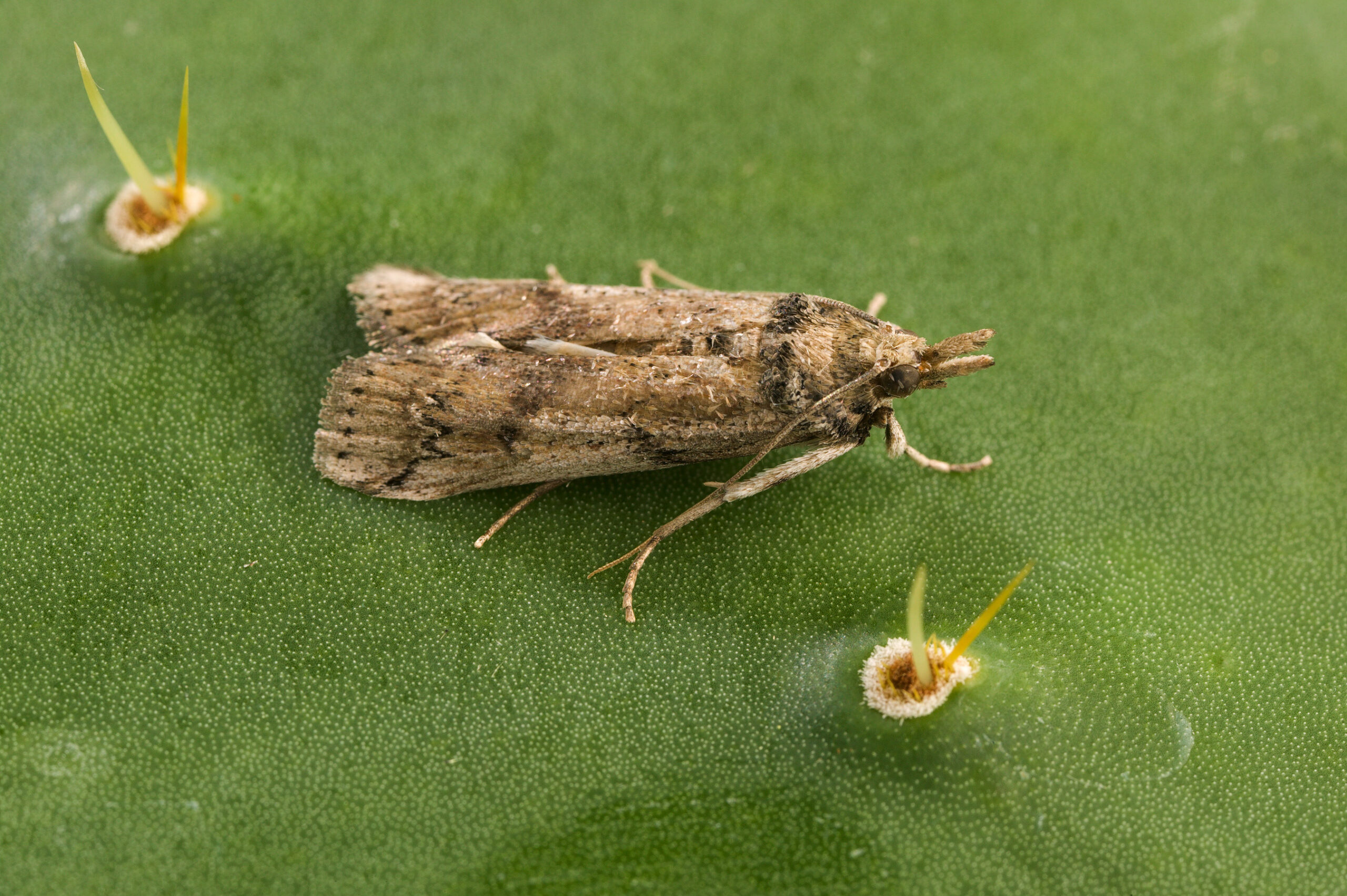 Cactus Moth