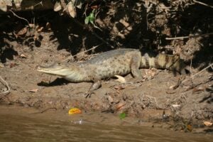 Caiman Facts