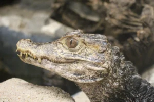 Caiman Lizard Facts