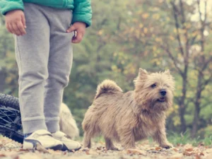 Cairn Terrier Facts