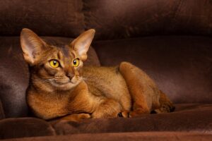 Calm purebred abyssinian cat lying on brown couch