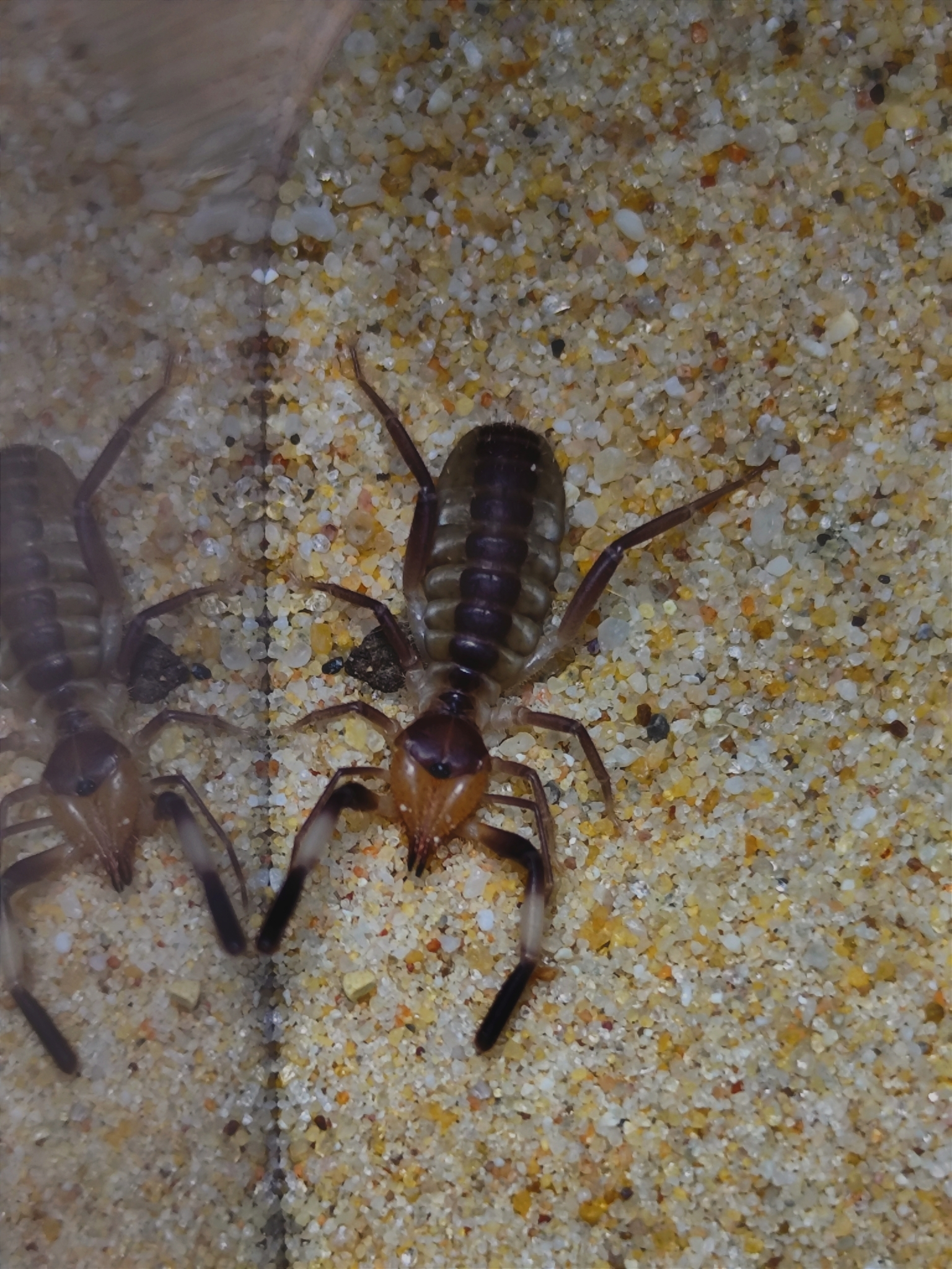 Camel Spider Facts