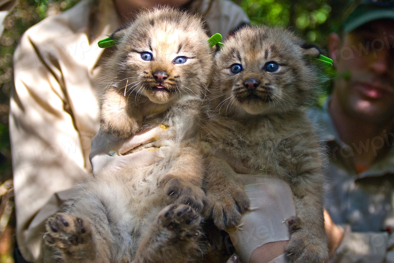 Canada Lynx Facts