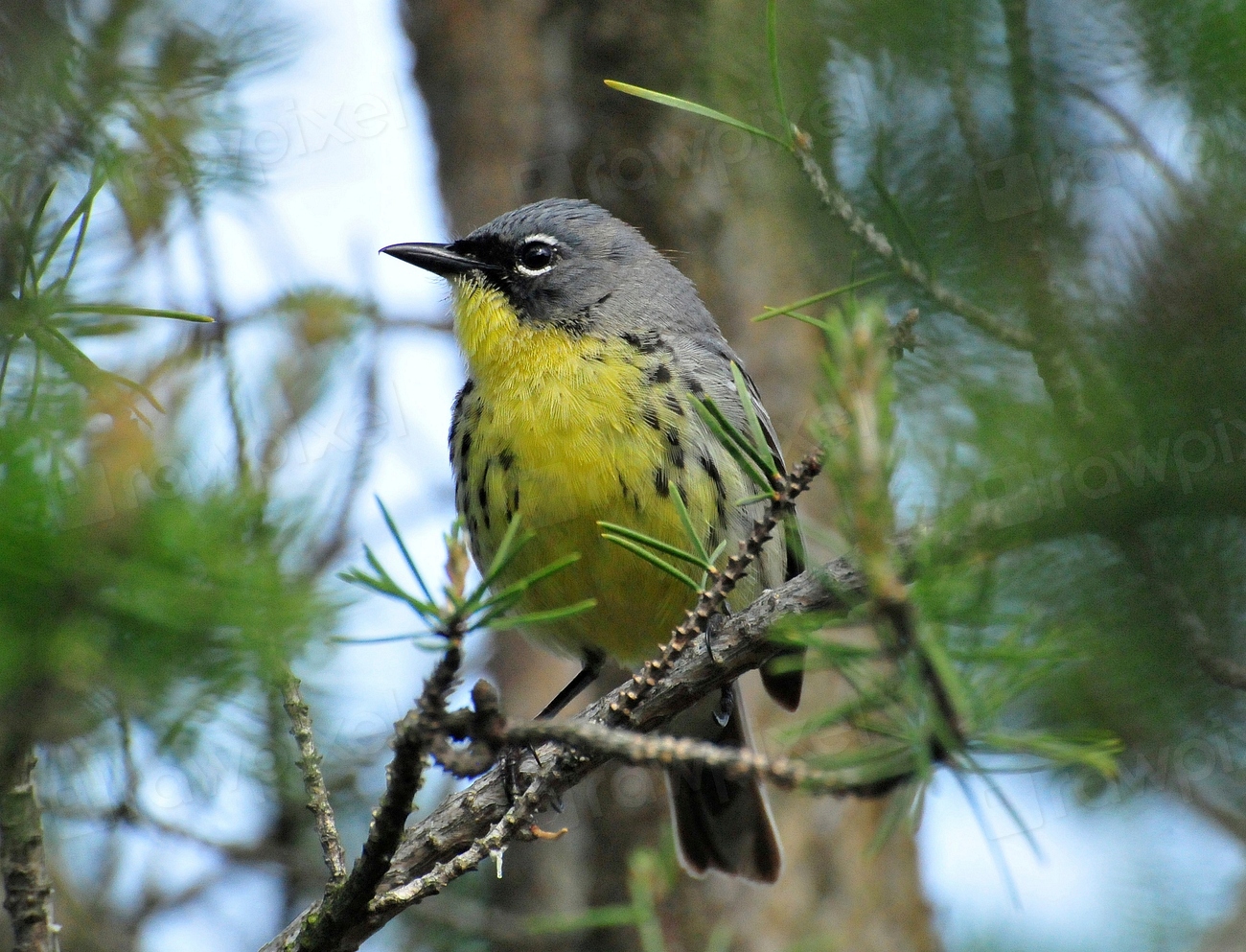 Canada Warbler Facts