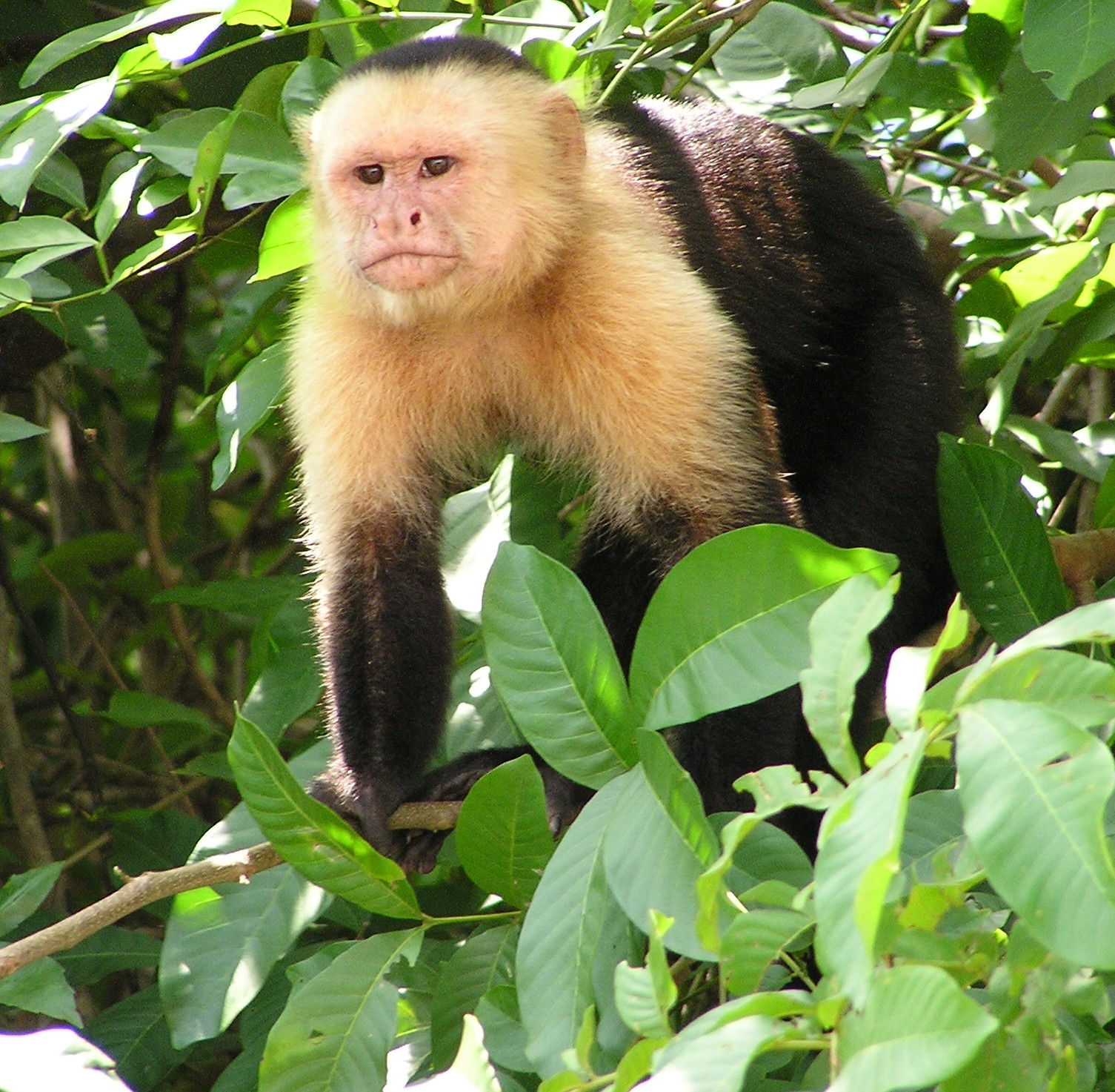 Capuchin Facts