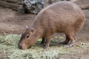 Capybara Facts
