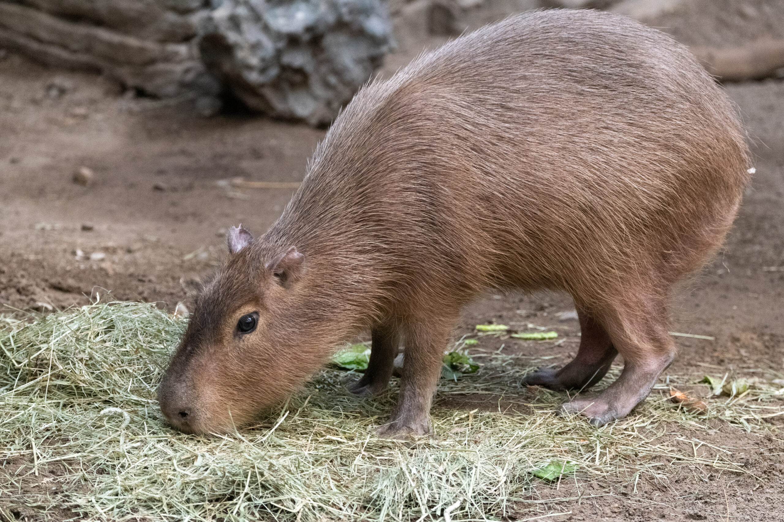 Capybara Facts