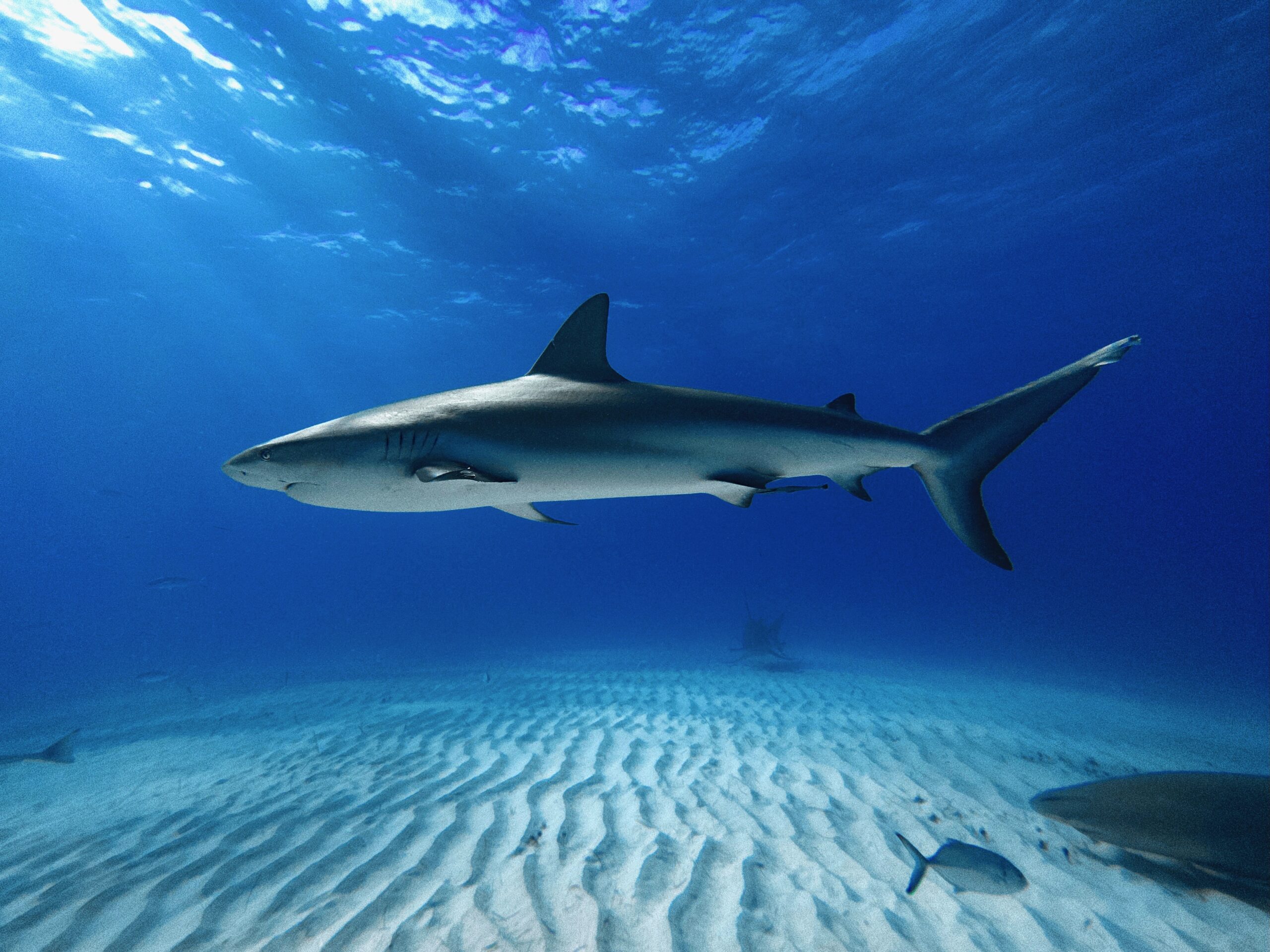 Caribbean Reef Shark Facts