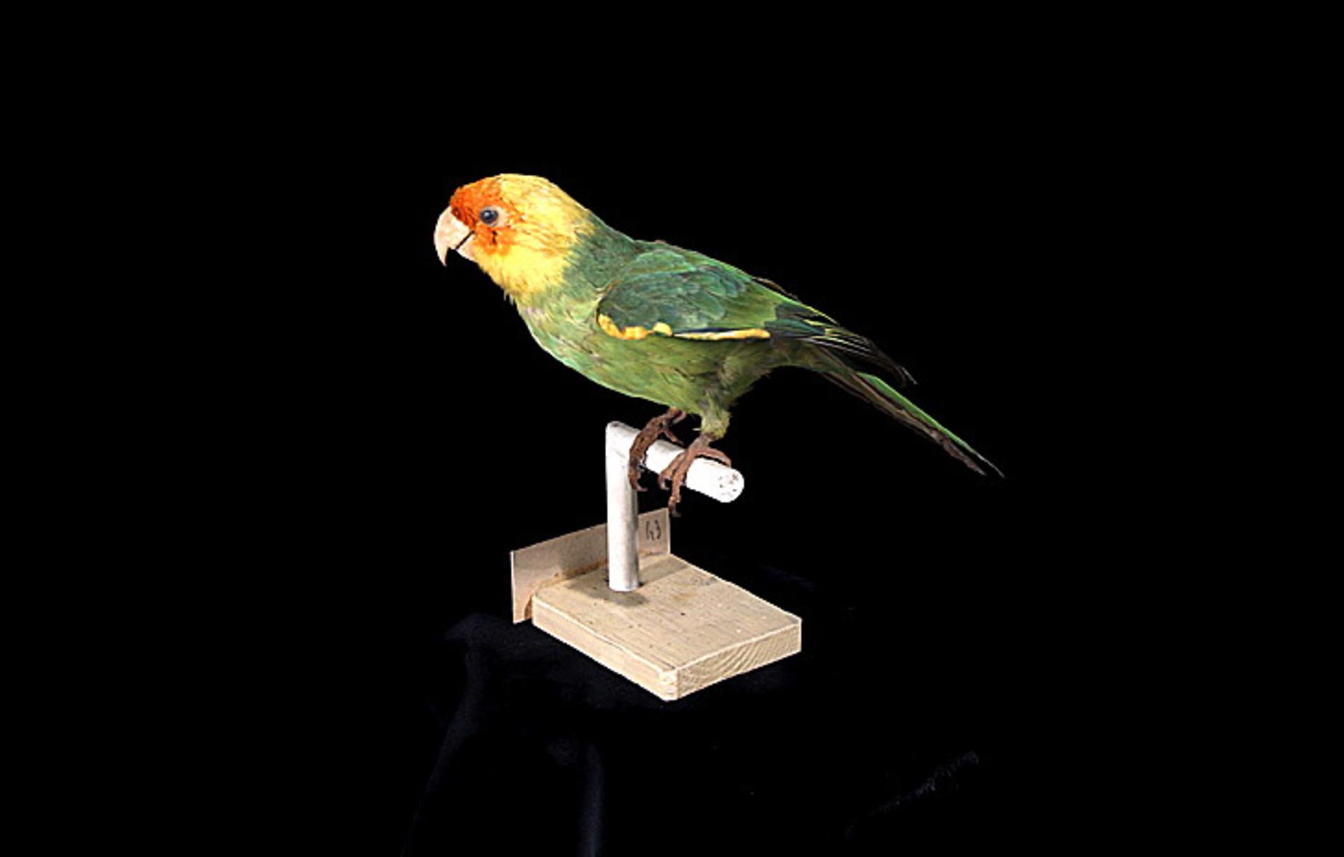 Carolina Parakeet