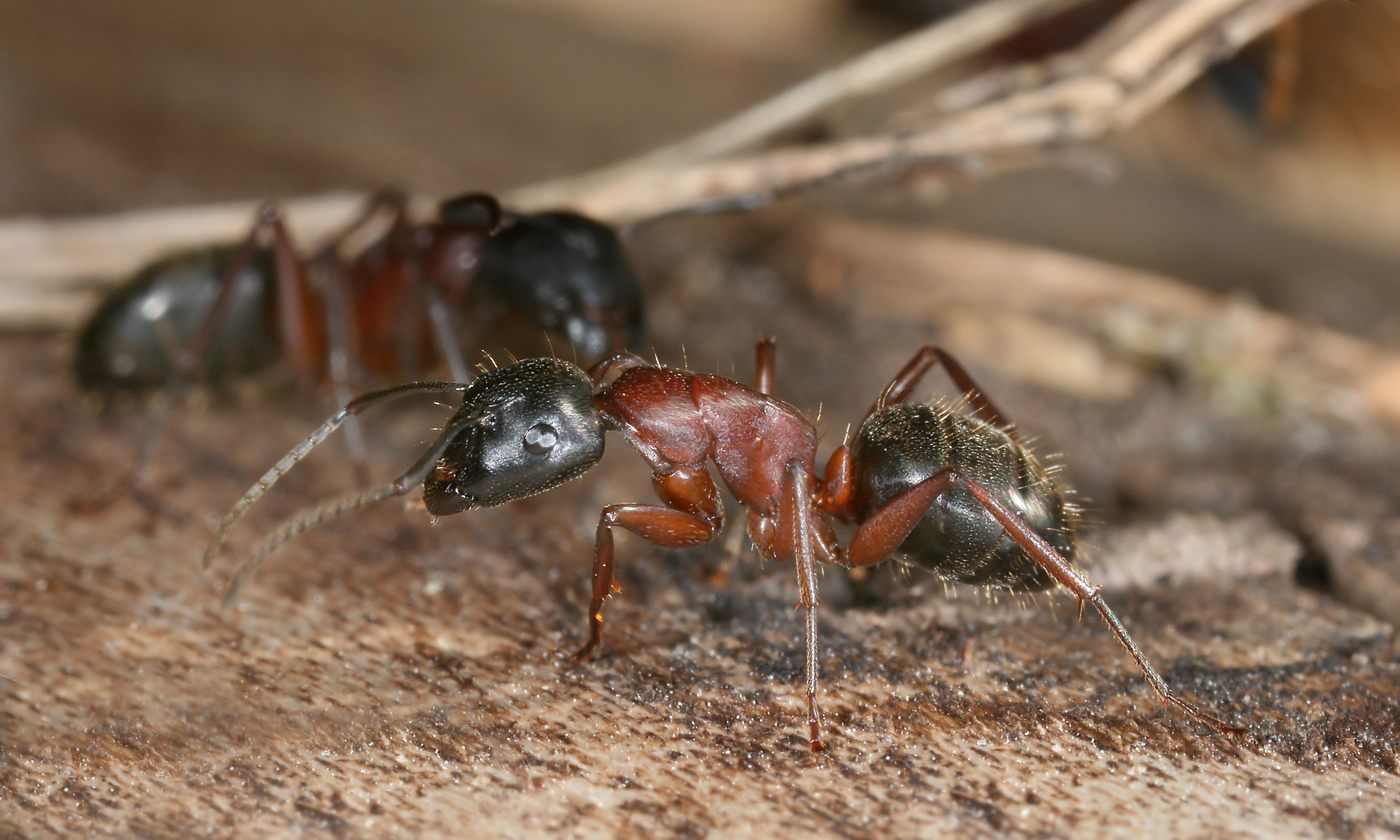 Carpenter Ant