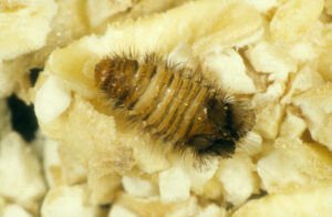 Carpet Beetle