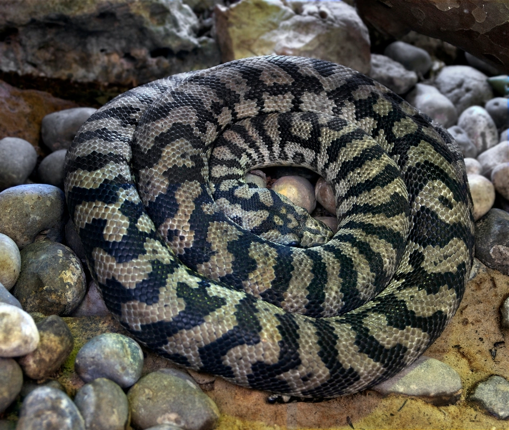 Carpet Python Facts