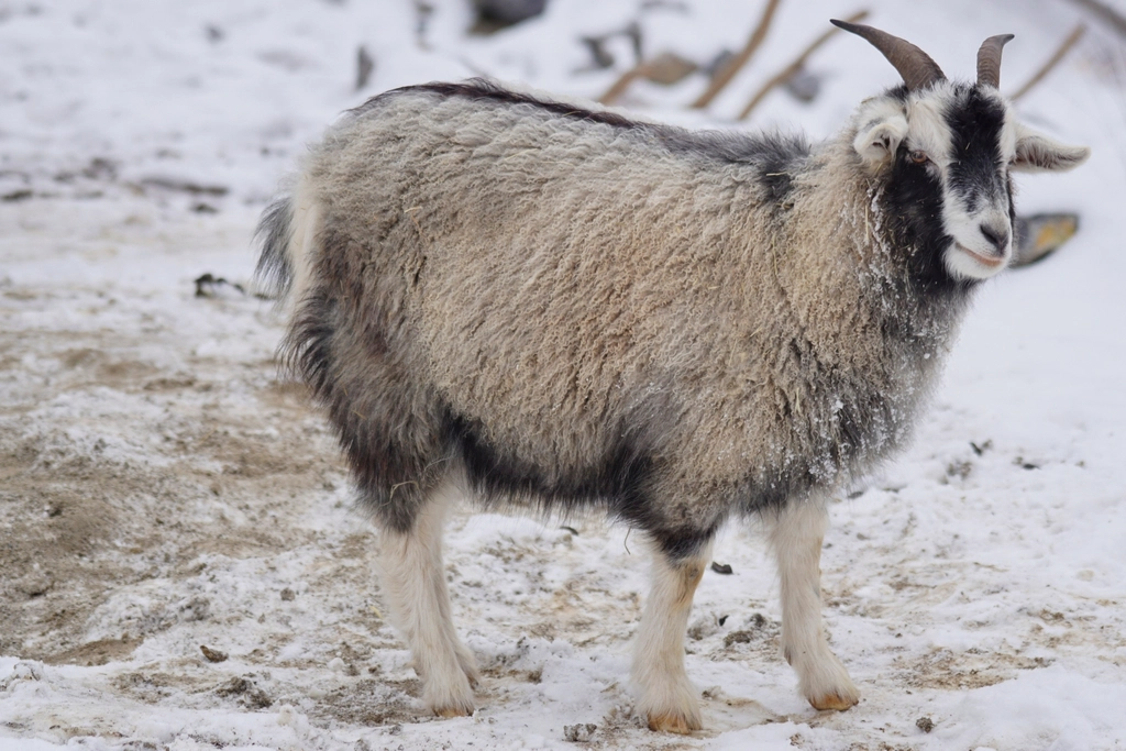 Cashmere Goat Facts