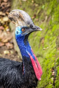 Cassowary Facts