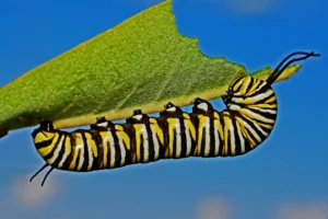Caterpillar Facts