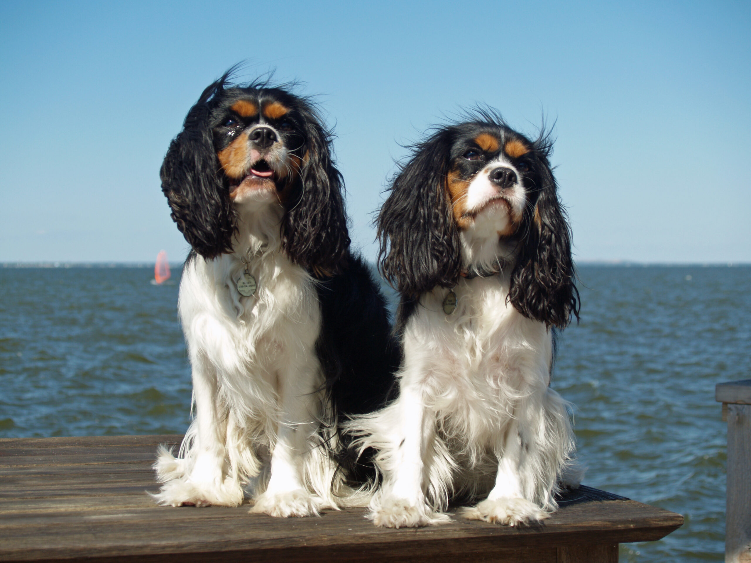 Cavalier King Charles Spaniel Facts