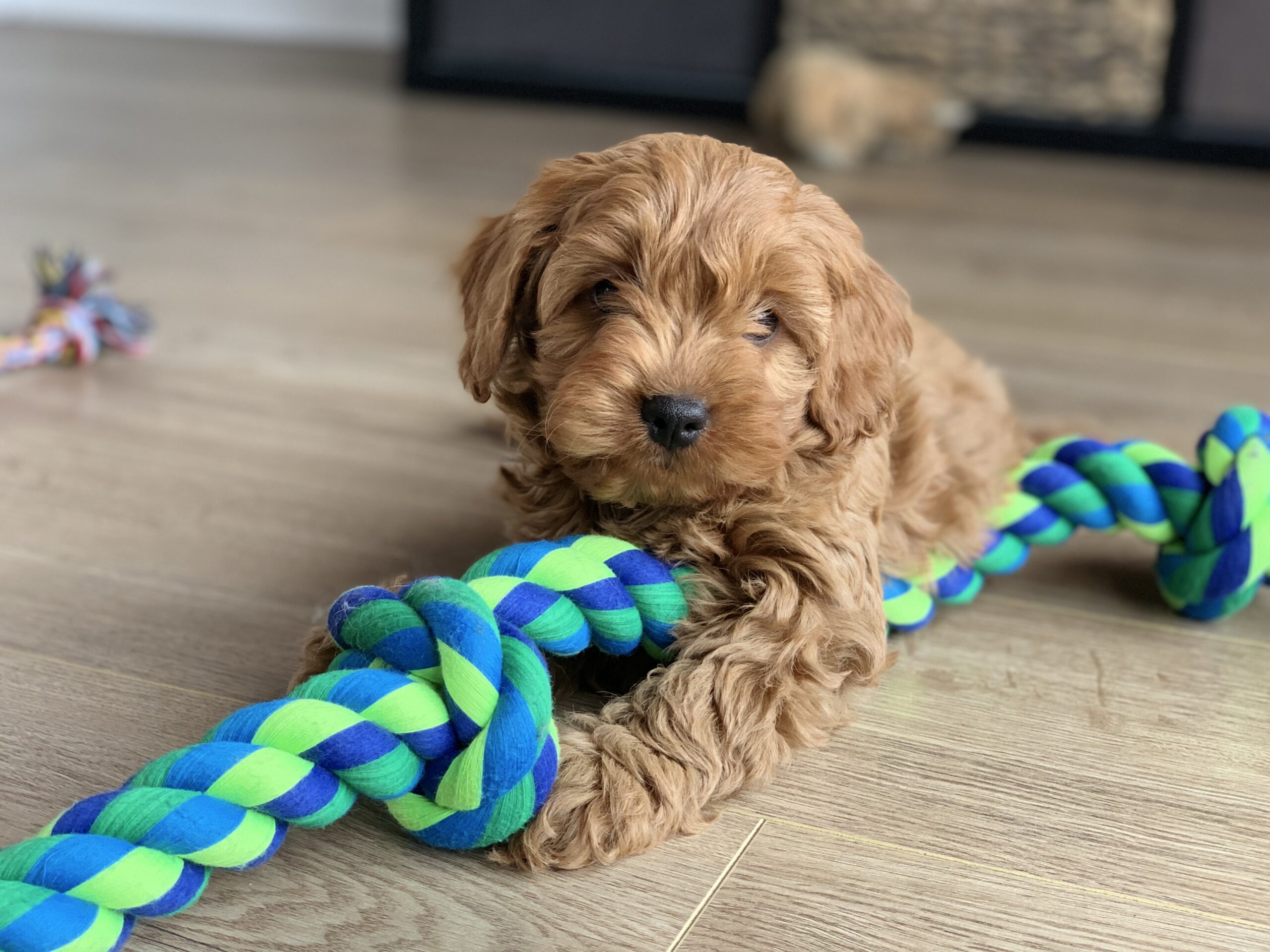 Cavapoo Chicken Cavapoo Facts: The Heartwarming Hybrid Pup - Animals Discovered
