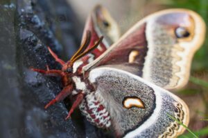 Cecropia Moth Facts