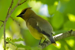 Cedar Waxwing Facts