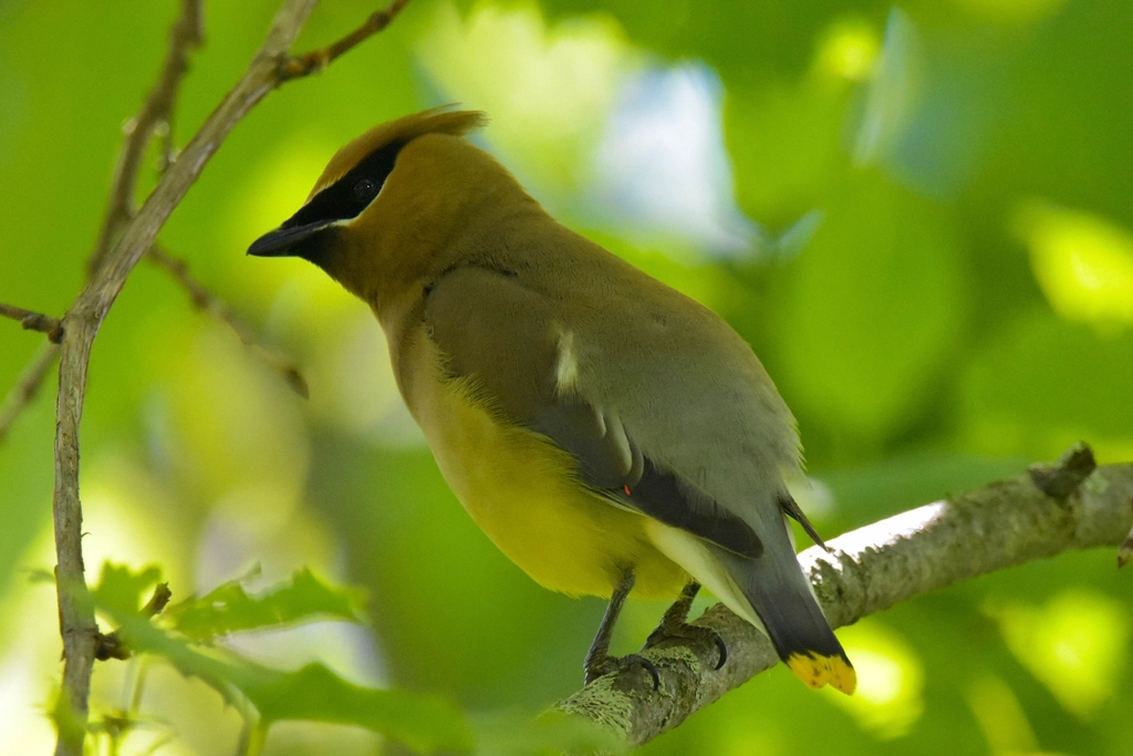 Cedar Waxwing Facts