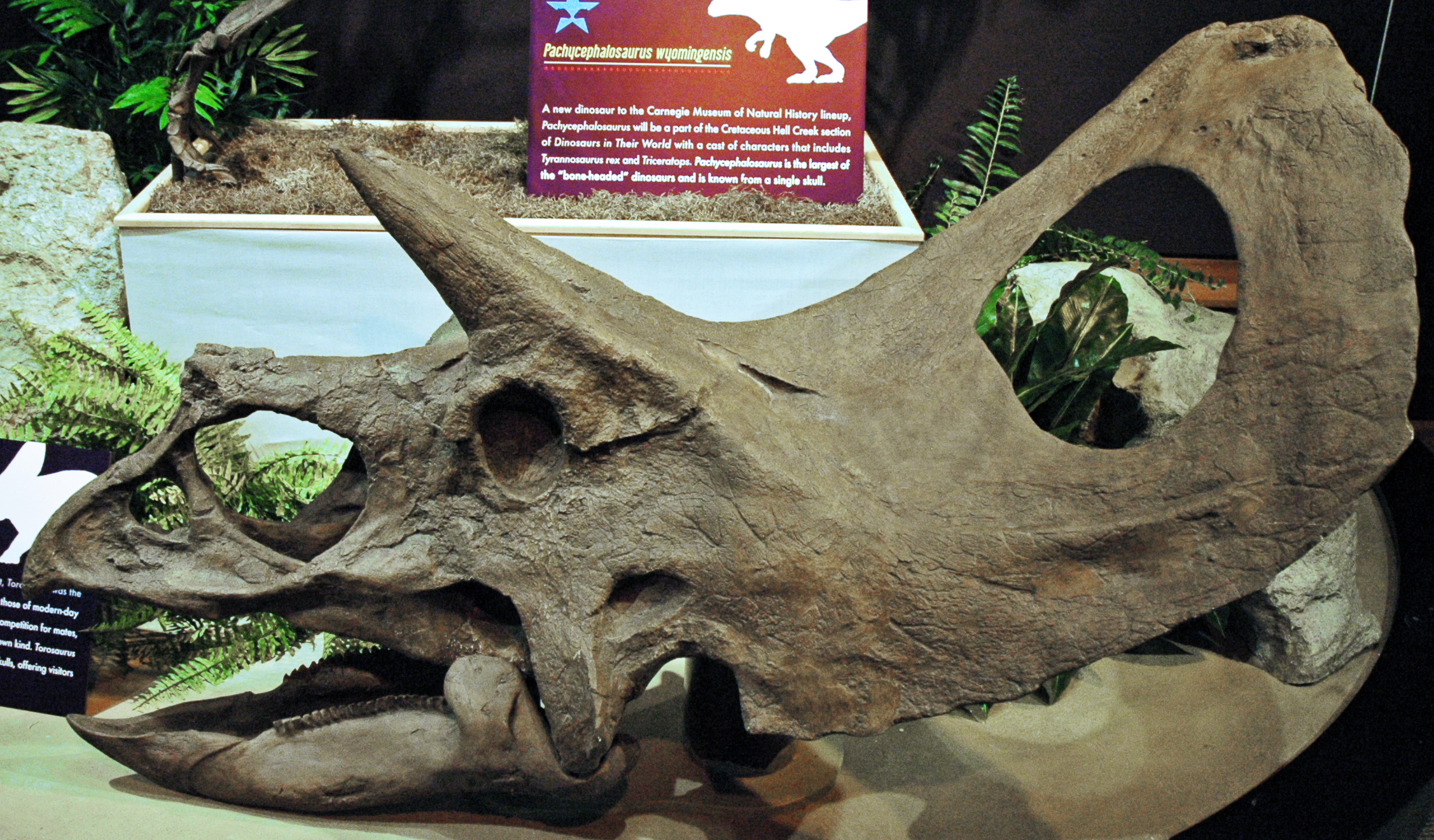 Ceratopsian Facts