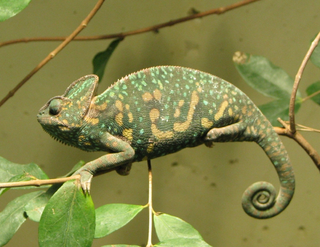 Chameleon Facts