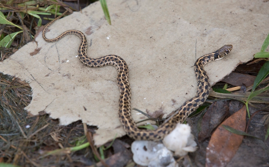 Checkered Garter Snake Facts