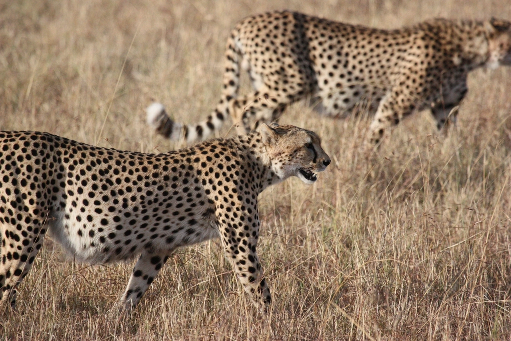 Cheetah Facts