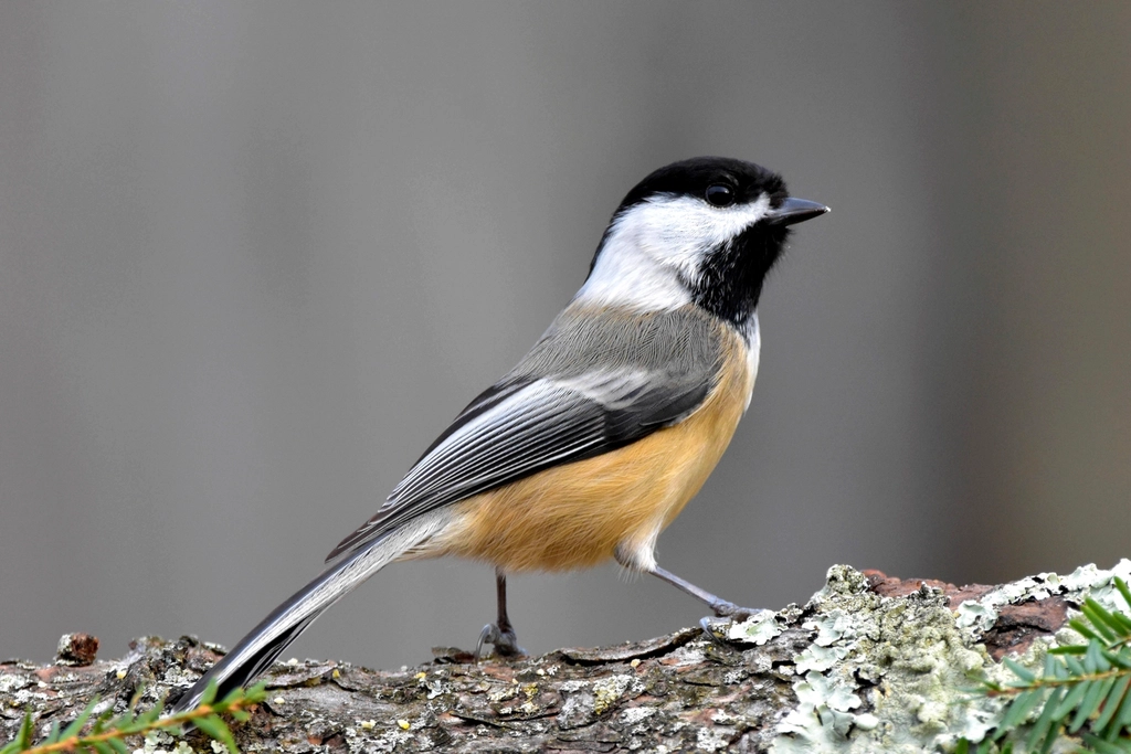 Chickadee Facts