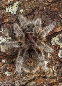 Chilean Rose Tarantula Facts