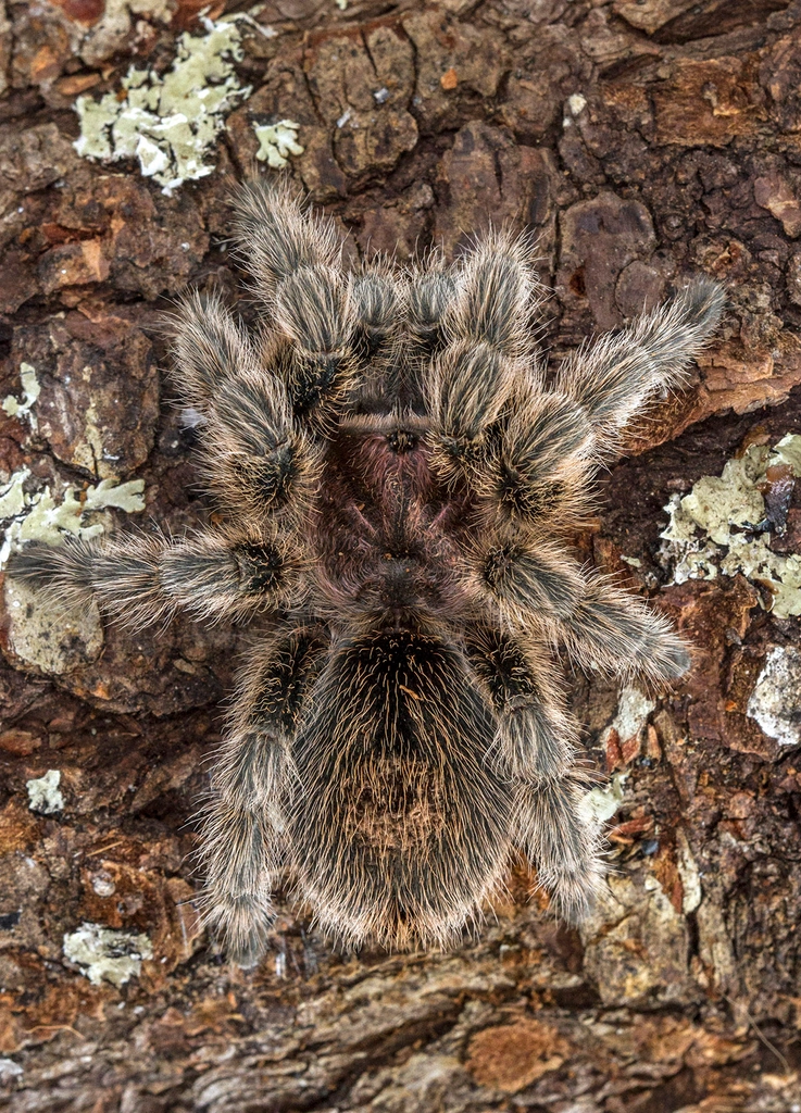 Chilean Rose Tarantula Facts