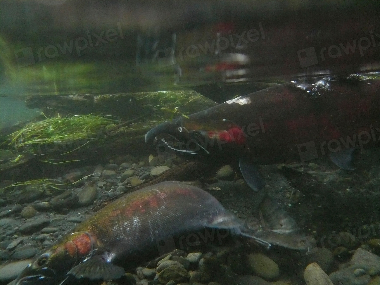 Chinook Salmon Facts